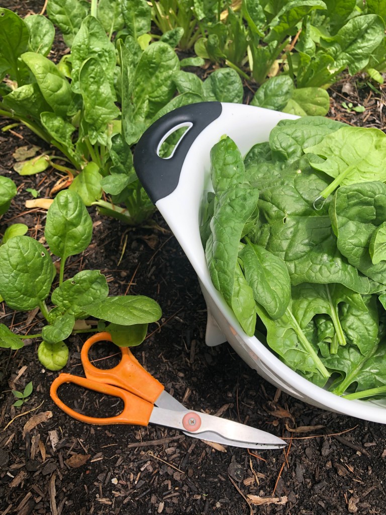 Photo of a spinach garden with freshly cut leaves in a kitchen colander with kitchen shears.