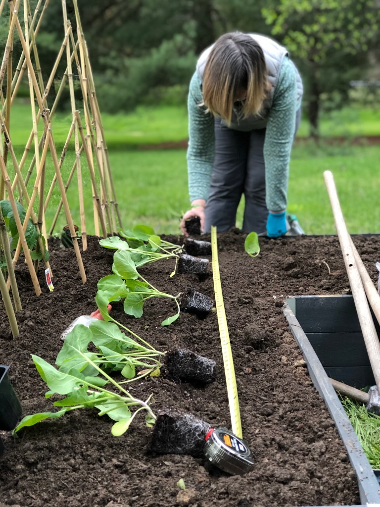 A well-prepared, raised bed garden with transplants laid out to be planted.