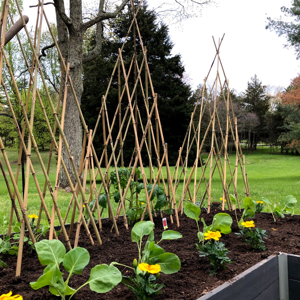 Newly planted garden with yellow marigolds, brassicas and peppers.